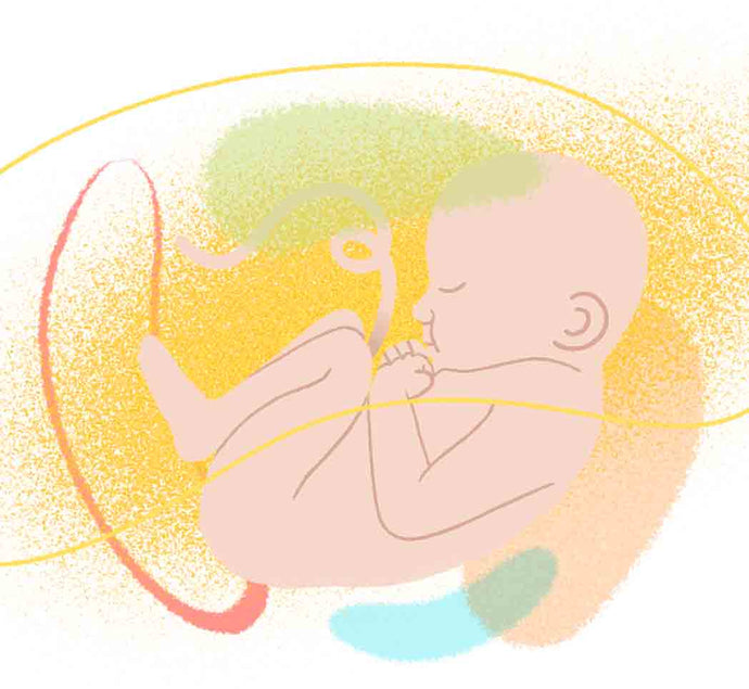 Grossesse : le "toucher" se développe en premier chez le foetus