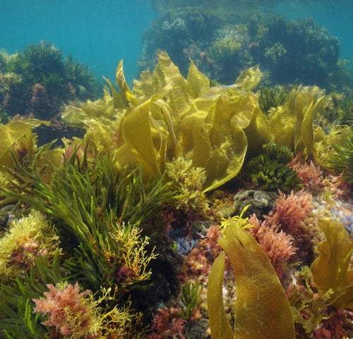 biodiversité marine et protection des océans - Mustela France - 1