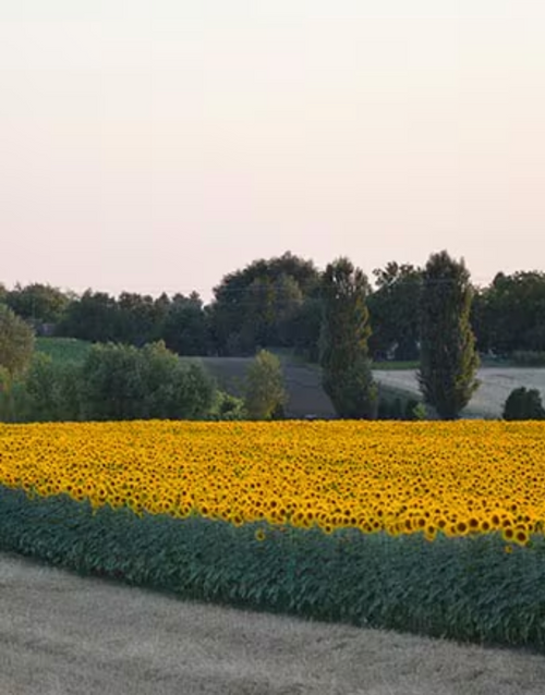 Capture_d_ecran_2024-07-15_a_14 - Mustela France - 1