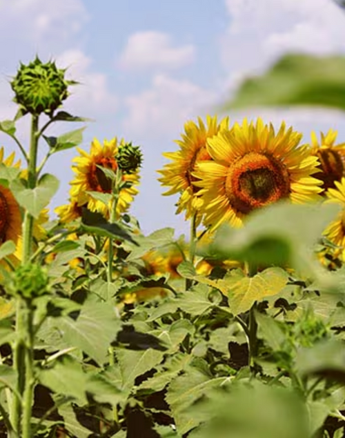 Capture_d_ecran_2024-07-15_a_14 - Mustela France - 1