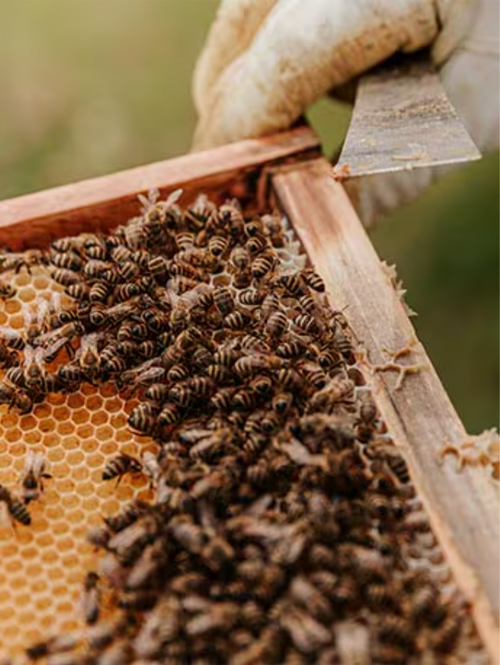 Capture_d_ecran_le_2024-07-12_a_14 - Mustela France - 1