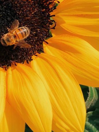 France_tournesol_bio - Mustela France - 1