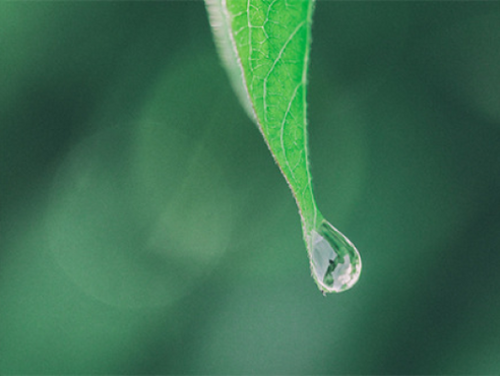 Rectangle_6 - Mustela France - 1