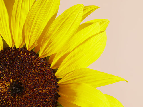 TOURNESOL_f92cd21c-8034-492c-ba76-c6d45f693eac - Mustela France - 1