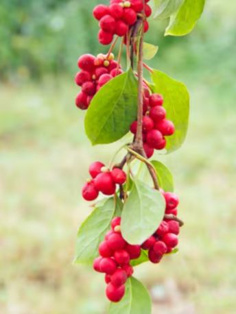 chine_schisandra - Mustela France - 1