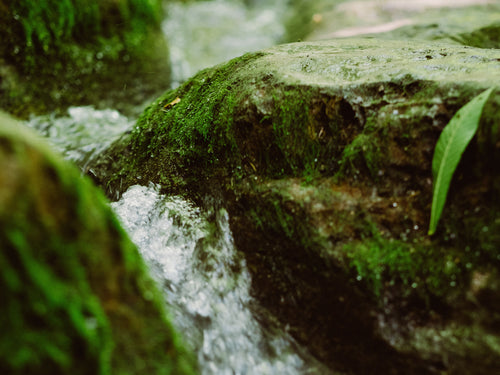 composition_et_production_2 - Mustela France - 1