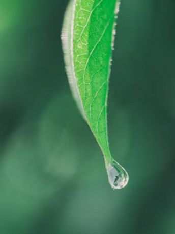 extraction_vegetale - Mustela France - 1