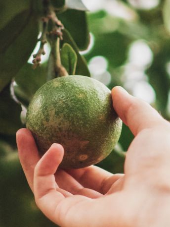 perou-avocat - Mustela France - 1