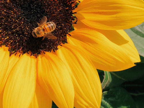 sourcing_1 - Mustela France - 1