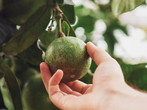 sourcing_3 - Mustela France - 1