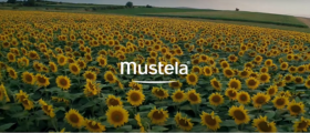 video-mustela-tournesol - Mustela France - 1