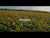 vidéo ingrédient clé tournesol peau atopique